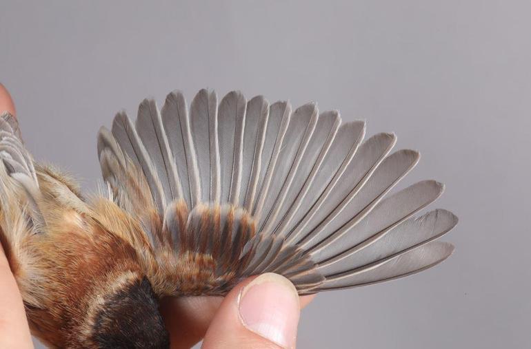 Karabaşlı çulha Türkiyede ilk kez görüldü