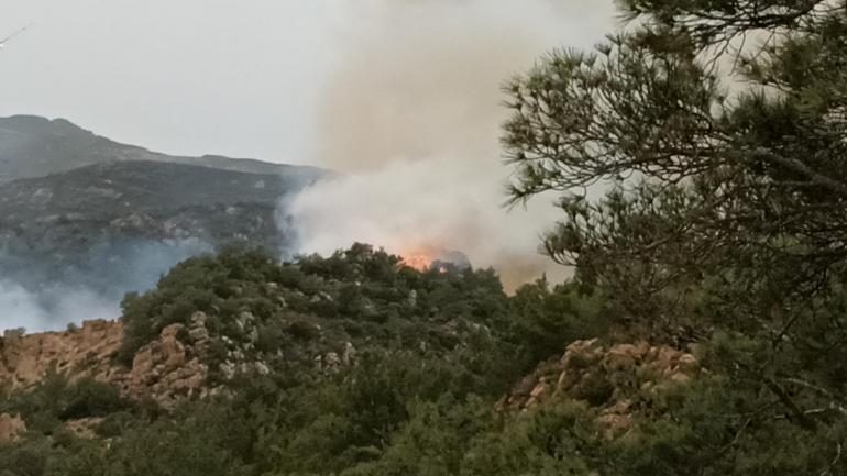 Bodrumda orman ve makilik yangını