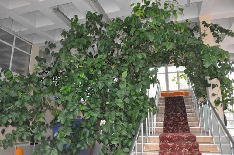 Yenilenecek kütüphanede limon ağacı korunacak