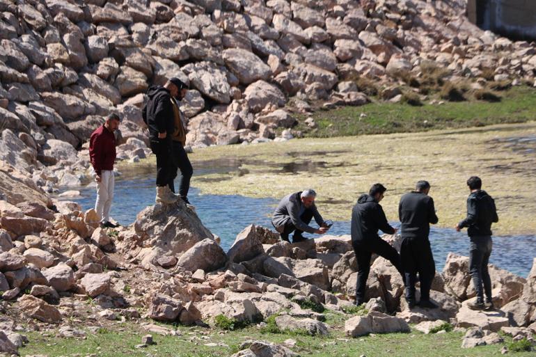 Sürü halindeki yılanları görüntülediler