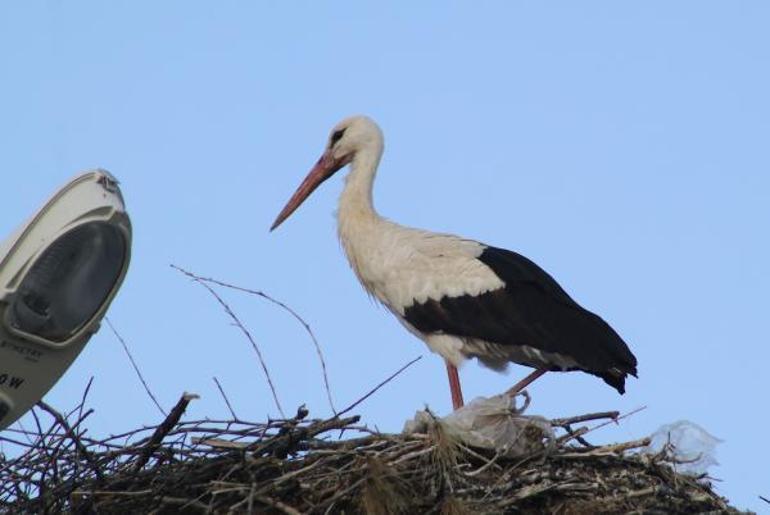 Yarıköyün misafiri leylekler geldi