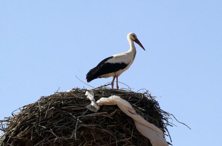Yarıköyün misafiri leylekler geldi