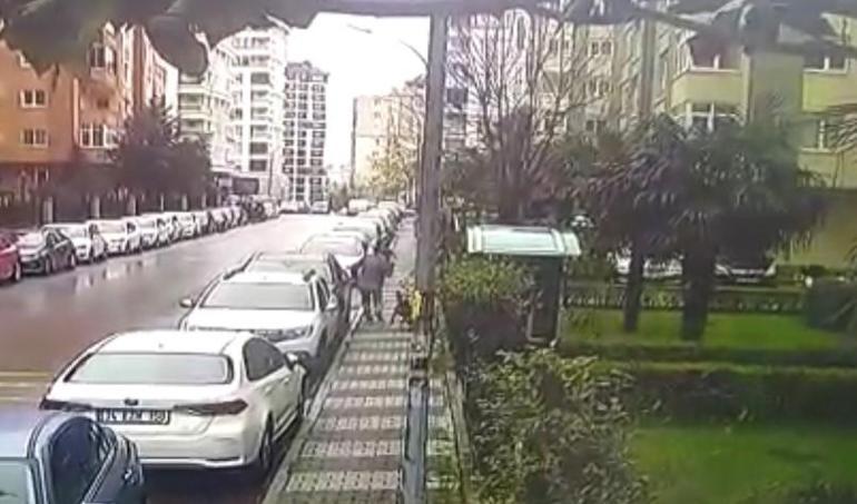 Pitbull ve sokak köpeği saldırınca otomobilin üstüne çıktı