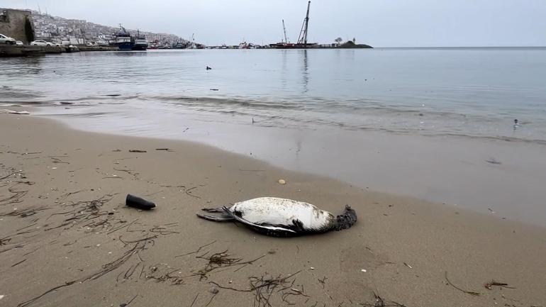 Sinop sahilinde yine kara gerdanlı dalgıç ölümleri