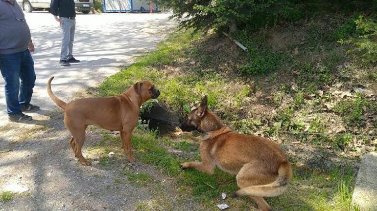 Sahilde bisikletlilere saldıran Belçika kurdu köpek barınağa götürüldü