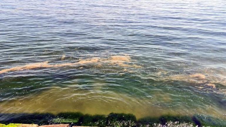 Tekirdağ kıyılarında plankton kirliliği