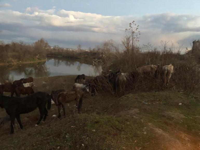 Kesilmekten kurtarılan at ve eşekler sahiplendirildi