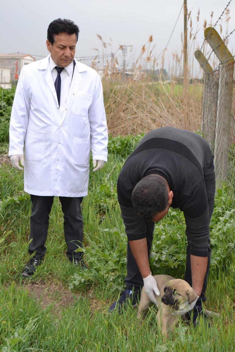 Manisada köpekleri tarım ilaçlı tavuk etiyle öldürmüşler