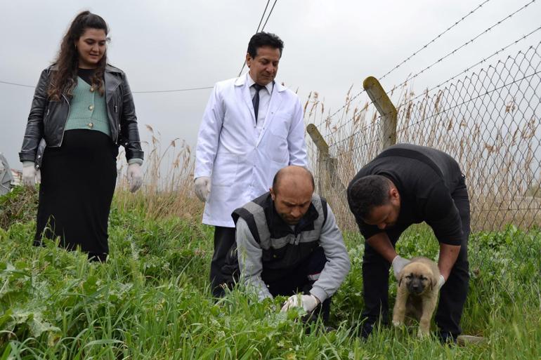 Manisada köpekleri tarım ilaçlı tavuk etiyle öldürmüşler