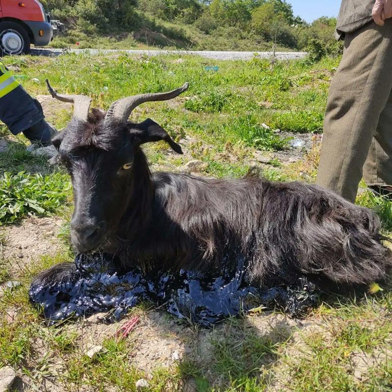 Zifte yapışan keçiyi itfaiye kurtardı