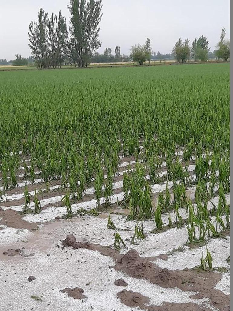Kadirlide dolu yağışı tarım arazilerine zarar verdi