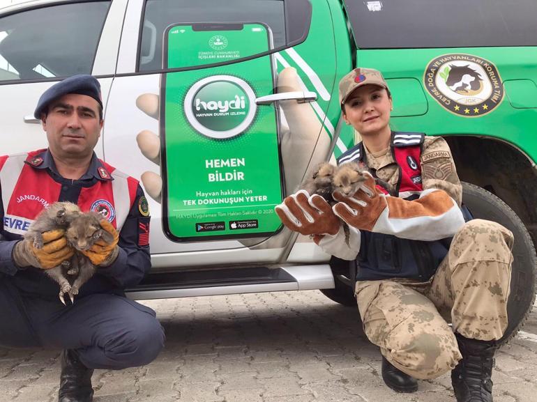 Anneleri ölen tilki yavrularına karakoldaki köpek süt annelik yaptı