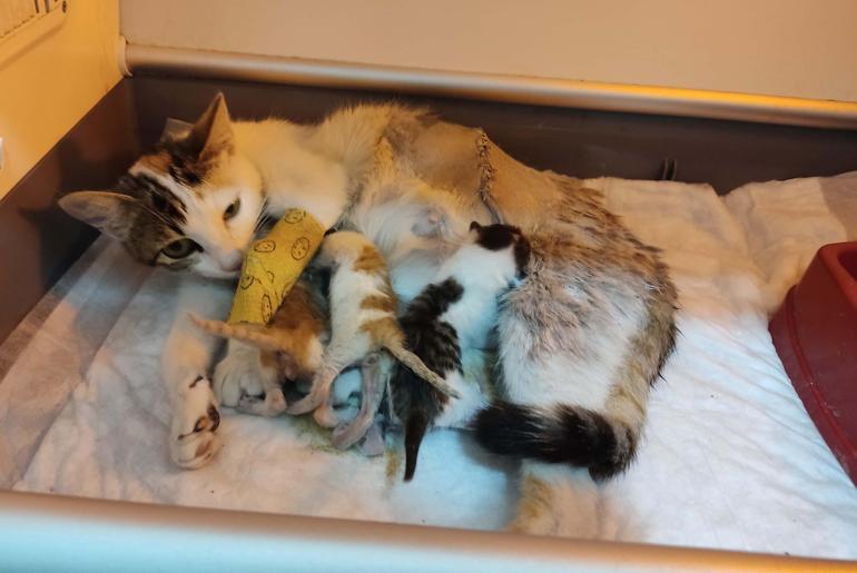 Doğum yapamayan kediyi imam kurtardı