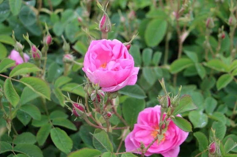 Ispartada gül hasadı başladı; rekolte beklentisi 15 bin ton