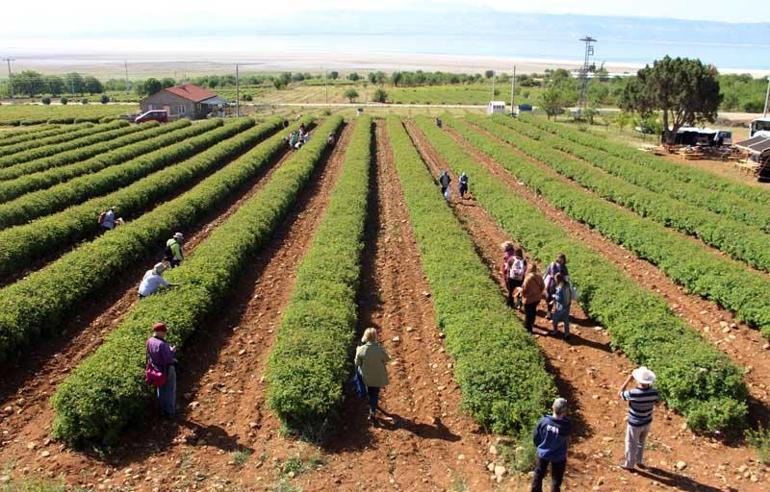 Ispartada gül hasadı başladı; rekolte beklentisi 15 bin ton