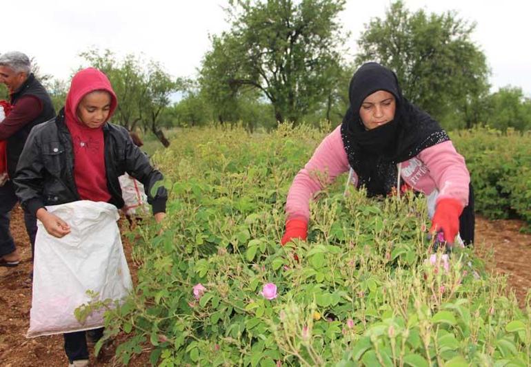 Ispartada gül hasadı başladı; rekolte beklentisi 15 bin ton