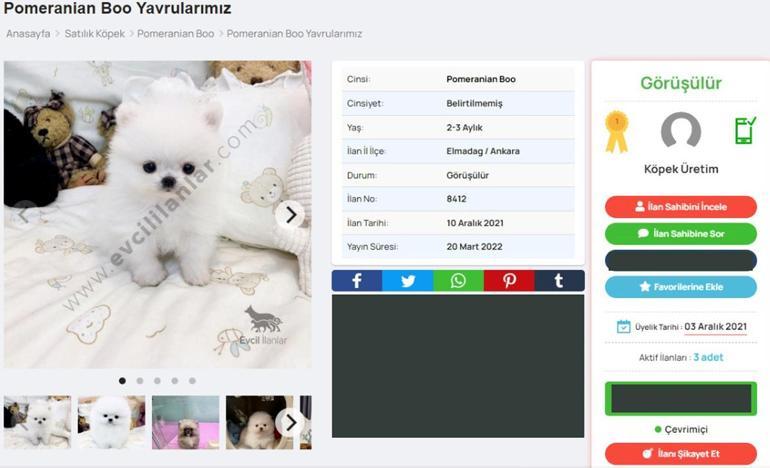 Köpek satış ilanıyla dolandırıcılık şebekesine ikinci operasyon: 21 gözaltı