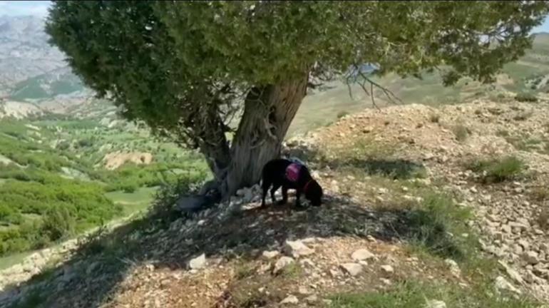 Tunceli’de biri tuzaklanmış 3 EYPyi Sahil buldu