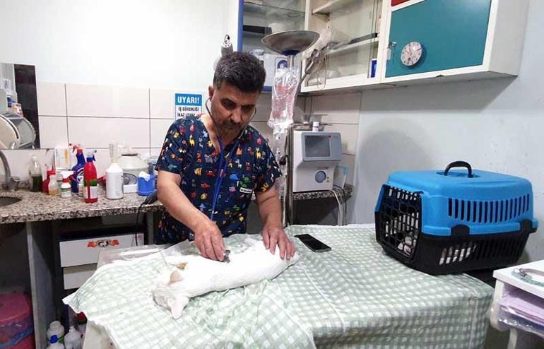 Sahile vuran balon balıklarını yiyen 11 kedi zehirlendi