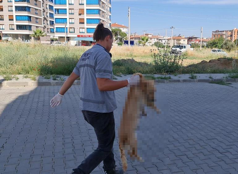 Tirede 6 köpek ile 2 kedi zehirlenerek öldürüldü