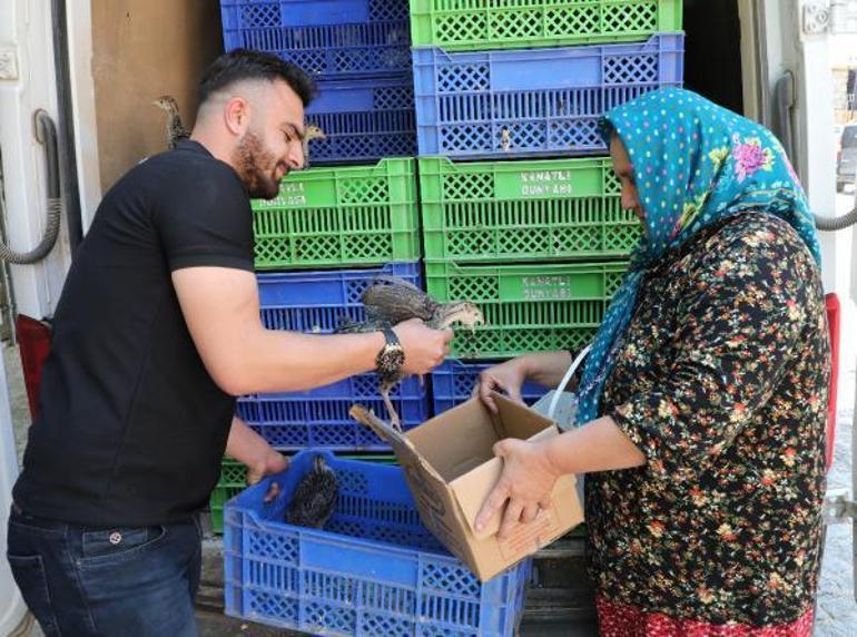 Eynif Yaylasını istila eden çekirgelerle 2 bin hindi mücadele edecek