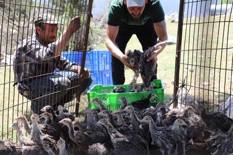 Eynif Yaylasını istila eden çekirgelerle 2 bin hindi mücadele edecek