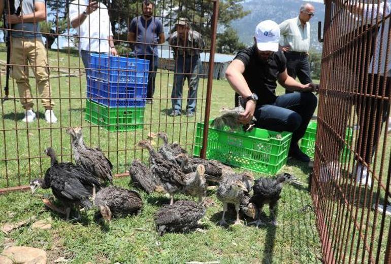 Eynif Yaylasını istila eden çekirgelerle 2 bin hindi mücadele edecek