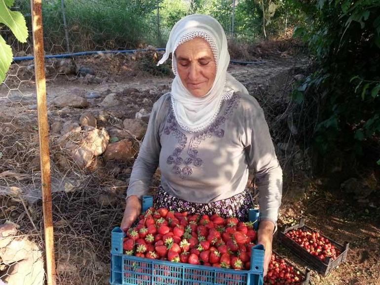 2007de 4 aileyle başlayan Sason Çileği üretiminde rekolte 4 bin 900 tona ulaştı