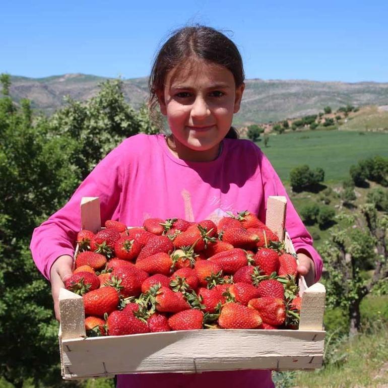 2007de 4 aileyle başlayan Sason Çileği üretiminde rekolte 4 bin 900 tona ulaştı