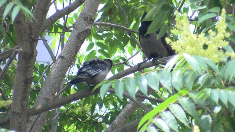 Şişlide yavrusunu korumak isteyen karga ortalığı birbirine kattı; 5 kişi kaçacak yer aradı