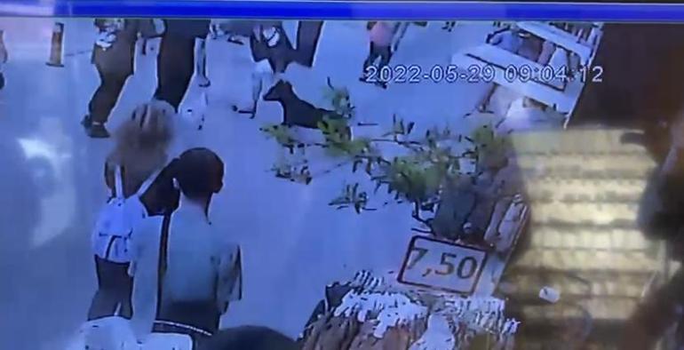 Fatihte sokak köpeğini araçların önüne atan kişiye dayak