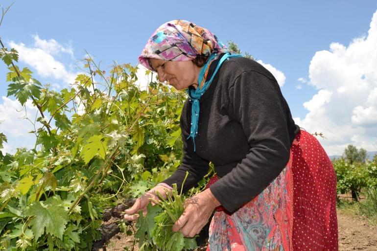 Hassada kadınların bağ bozumu öncesi yaprak mesaisi