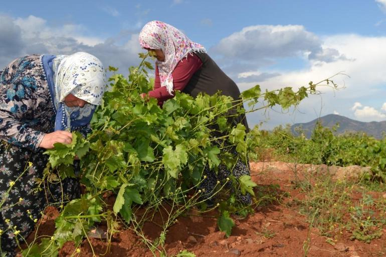 Hassada kadınların bağ bozumu öncesi yaprak mesaisi