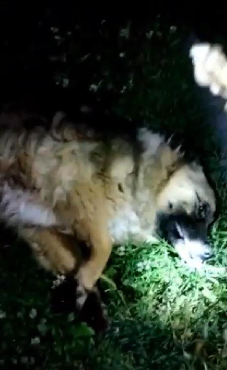 Boğazına kemik takılan köpeği bekçiler kurtardı