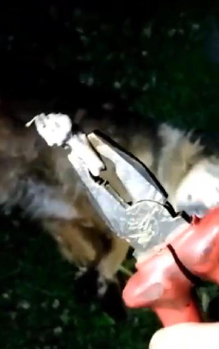 Boğazına kemik takılan köpeği bekçiler kurtardı