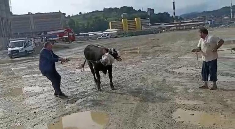 Kurbanlık boğa denize düştü, vinçle kurtarıldı