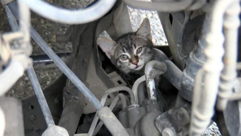TEMde sürücülerin kedi kurtarma seferberliği