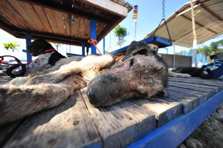 Sel felaketinden kurtarılan 30 köpek, Bursada tedavi ediliyor