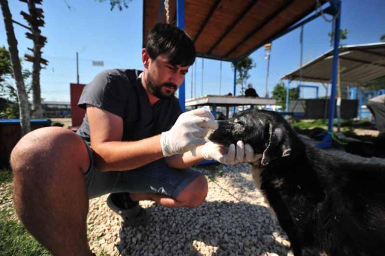 Sel felaketinden kurtarılan 30 köpek, Bursada tedavi ediliyor