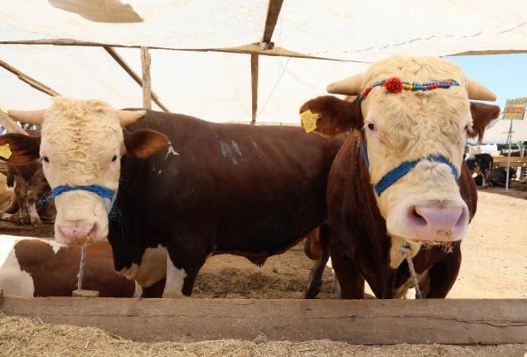 Kurban pazarları, ulaşım giderine yenik düştü