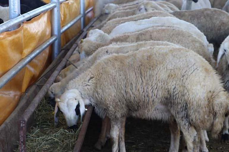 Bakan Yardımcısı Pakdil: Et ve Süt Kurumumuz, kalan kurbanlıkları değerlendirmeye hazır