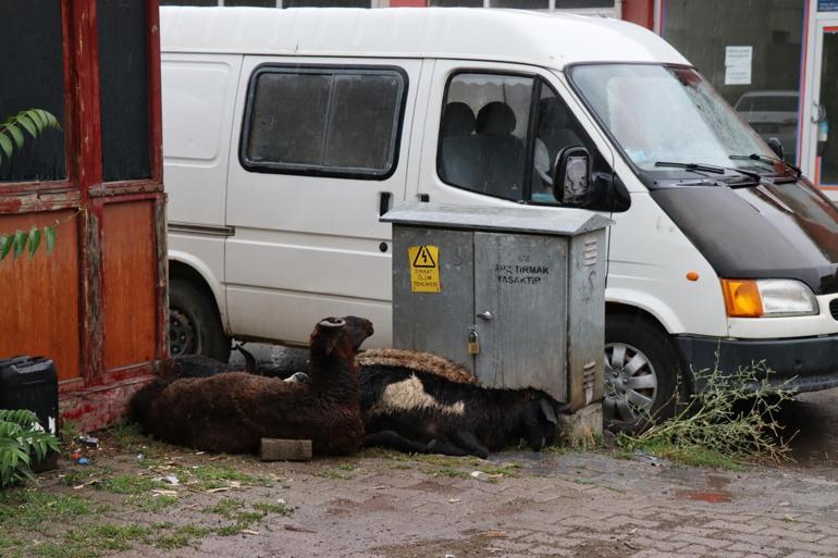 Erzurumda elektrik akımına kapılan kurbanlık koyunlar öldü