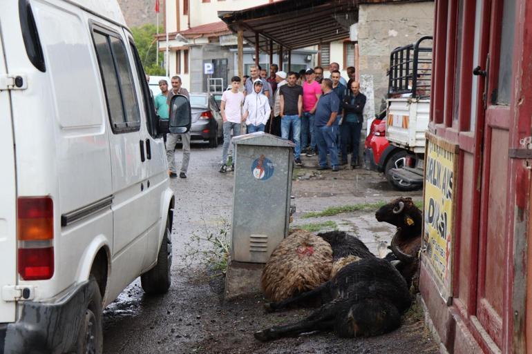 Erzurumda elektrik akımına kapılan kurbanlık koyunlar öldü