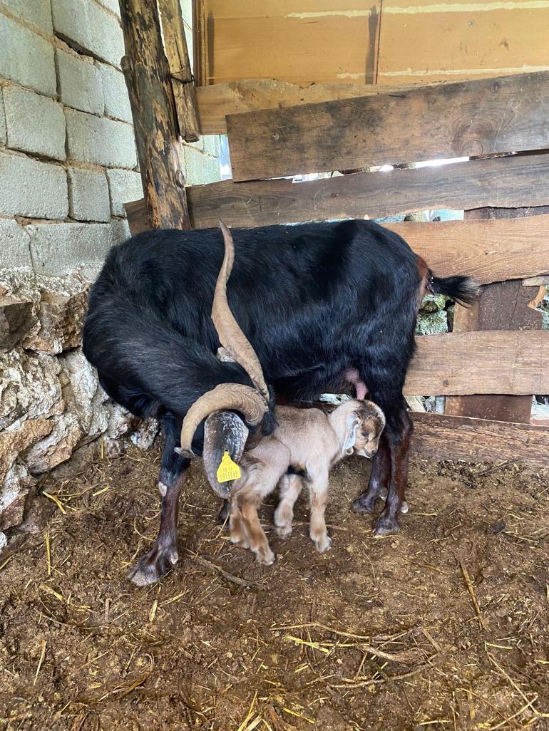 Kurbanlık aldıkları keçi doğum yapınca kesmekten vazgeçti