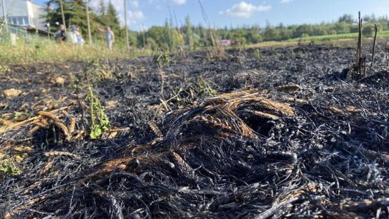 30 dakikada söndürülen yangında 40 dönüm arpa ekili tarla kül oldu