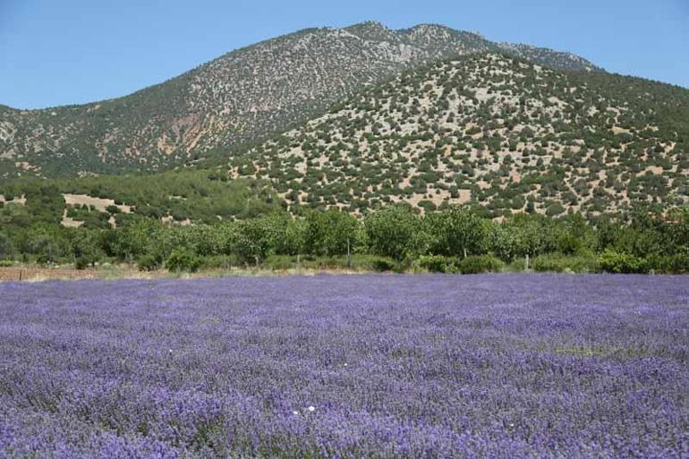 Türkiyede lavanta üretilen alan 20 bin dekara yükseldi