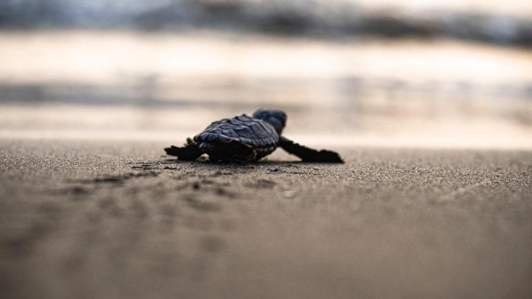 İlk caretta caretta yavrusu, İztuzunda yuvadan çıktı