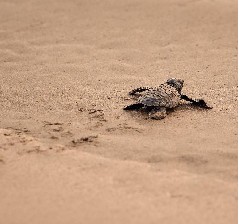 İlk caretta caretta yavrusu, İztuzunda yuvadan çıktı