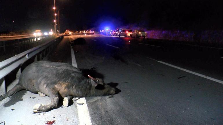 Başıboş 2 manda kazaya neden oldu: 1 ölü, 2 yaralı