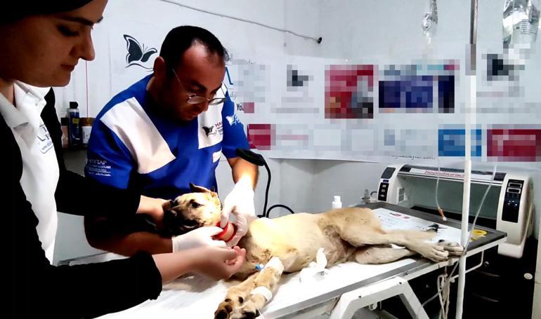 Yavruyken bağlanan telin boynunu kestiği sokak köpeği, tedaviye alındı